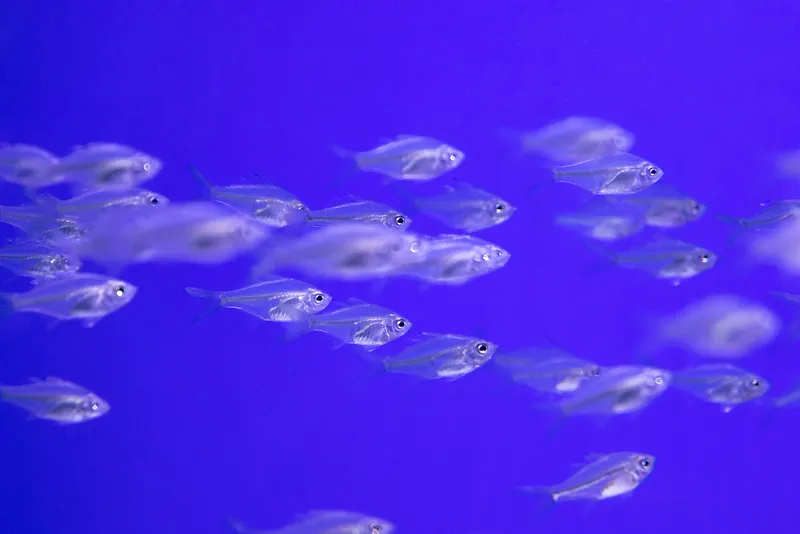 水族馆玻璃鱼