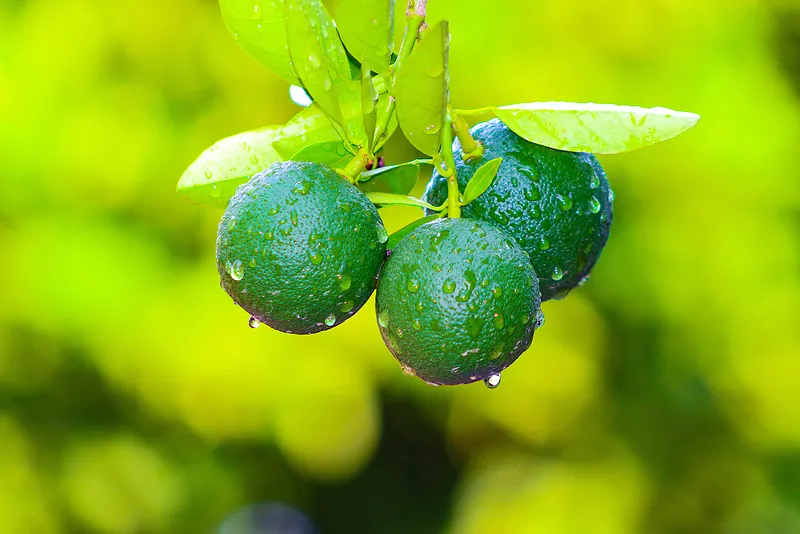 雨后绿色小清新柠檬