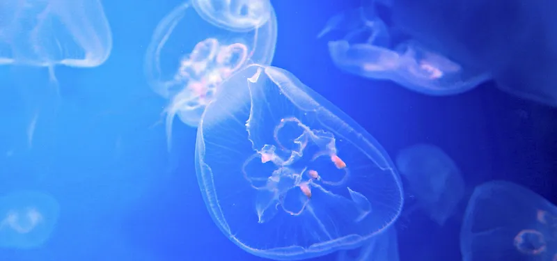 水母背景图