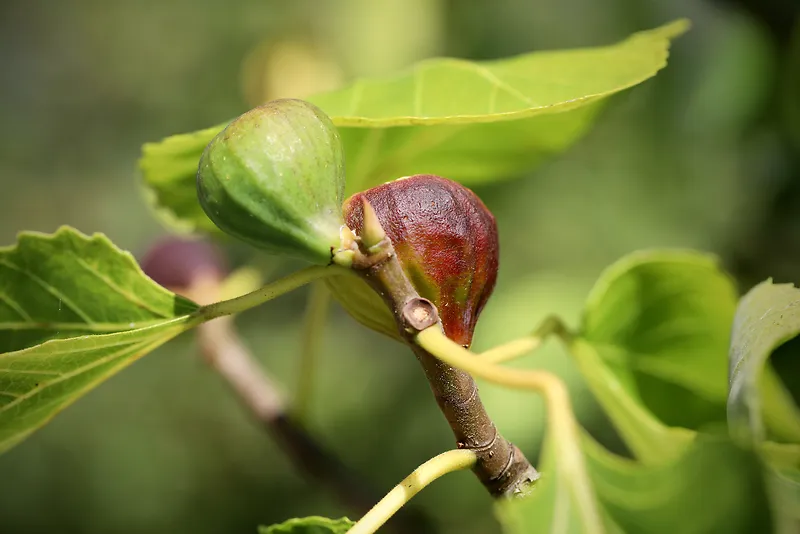 无花果树无花果局部摄影