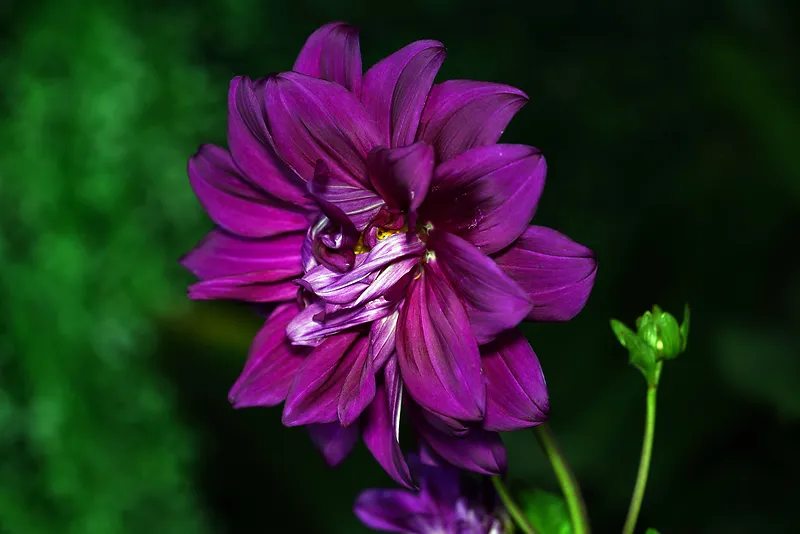 大丽花紫色花朵