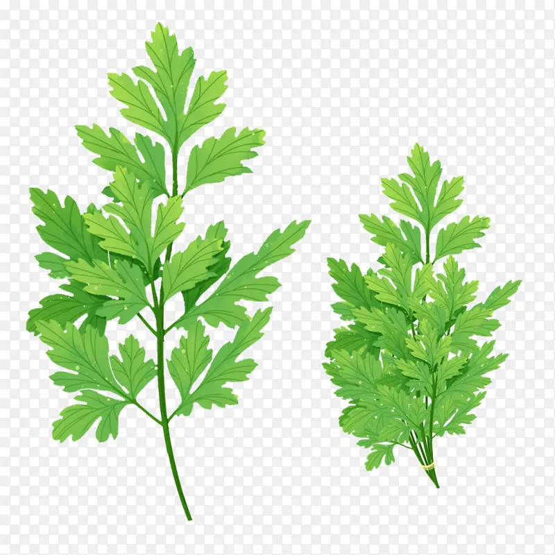 绿色手绘艾草艾灸元素