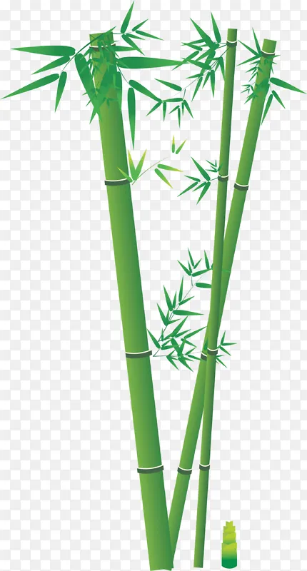 翠绿竹子竹竿竹笋
