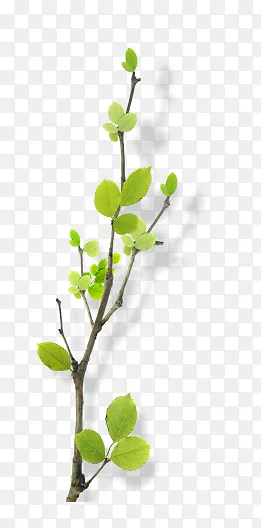 绿色花树绿色树枝叶子