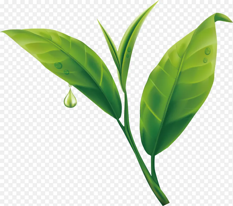 茶叶水墨茶叶纹理