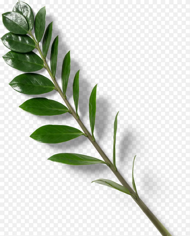 深绿色装饰素材图案