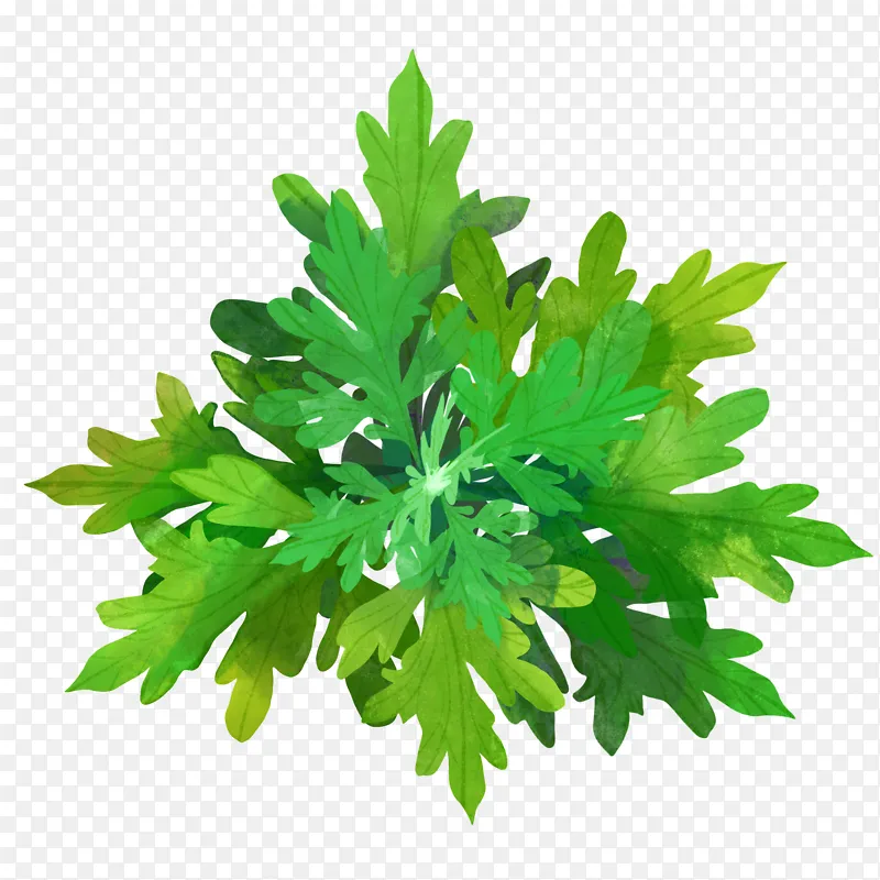 绿色小清新手绘艾草端午节艾叶