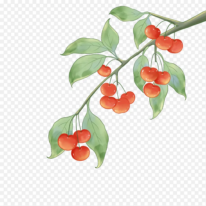 国风樱桃车厘子水果插画