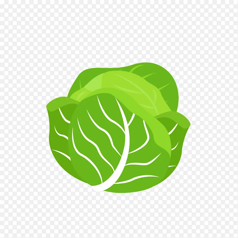 绿色卷心菜蔬菜卡通手绘图
