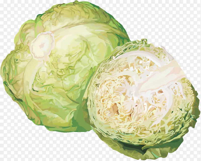 绿色新鲜甘蓝