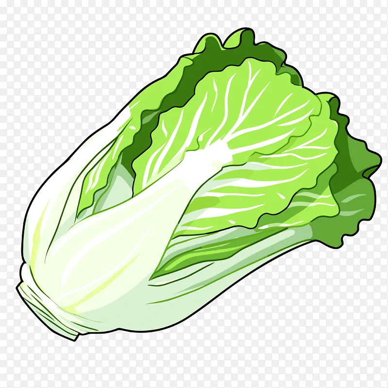 大白菜手绘png素材