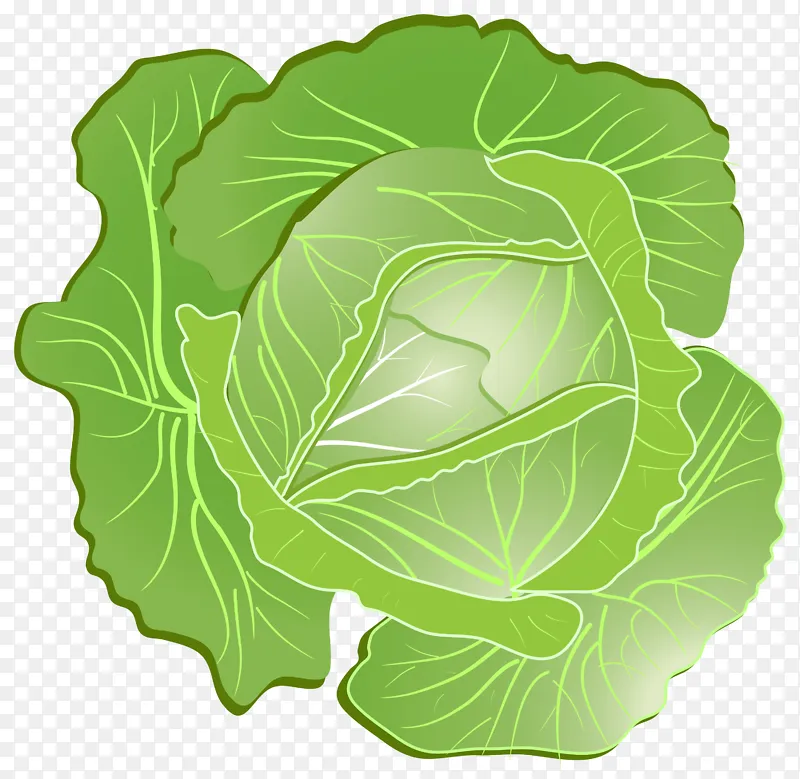 卡通圆白菜