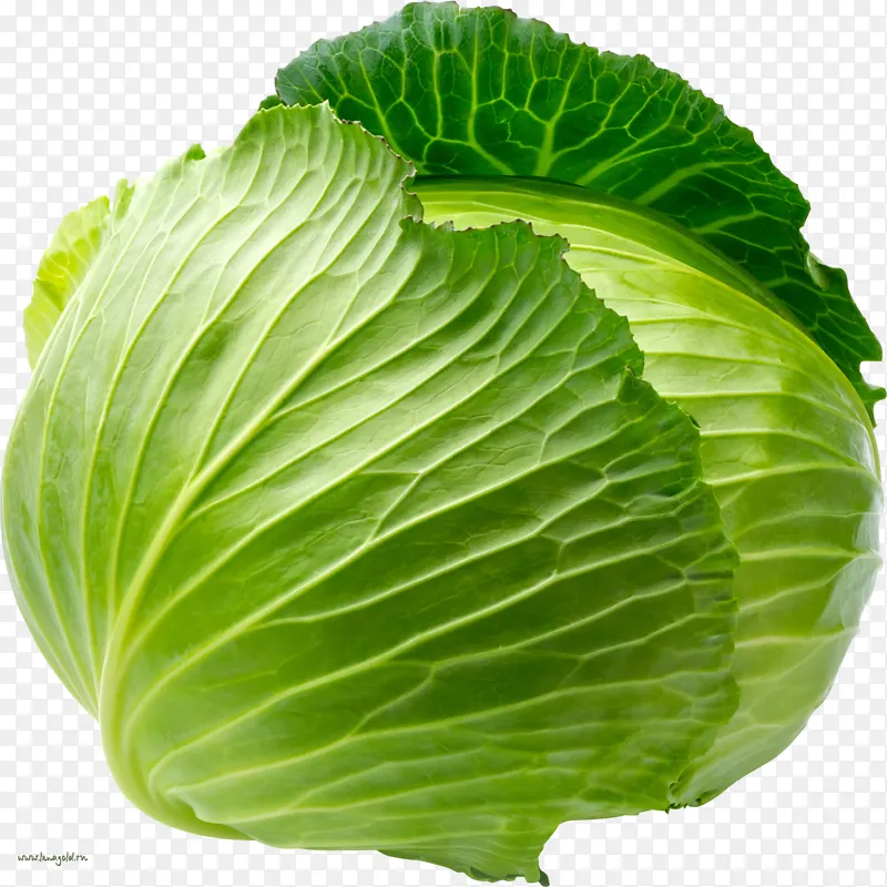 甘蓝菜叶