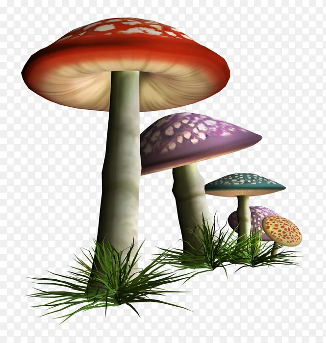自然中的彩色蘑菇PNG图片素材下载_图片编号ekjvzwydnk-免抠素材网